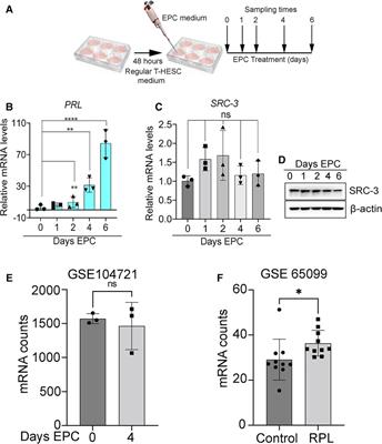 Decidualization of human endometrial stromal cells requires steroid receptor coactivator-3